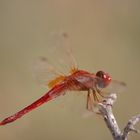 Libellula in Camargue #1