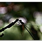 Libellula in controluce 2