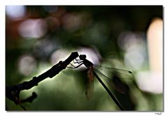 Libellula in controluce 2