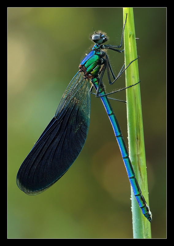 Libellula in controluce