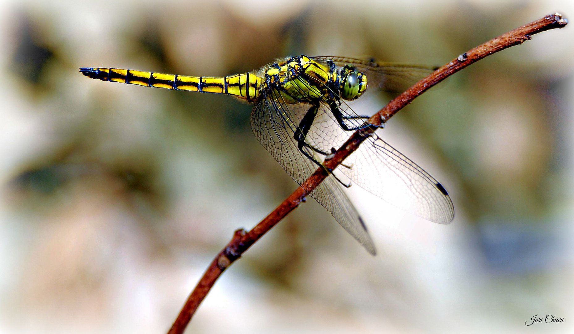 libellula in giardino