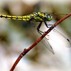 libellula in giardino