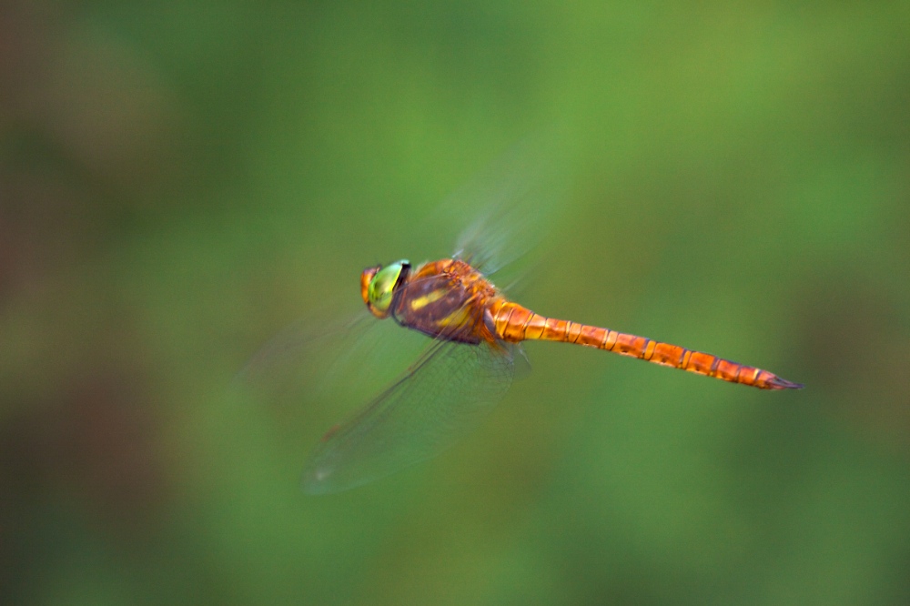 libellula in hovering