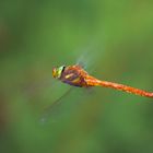 libellula in hovering