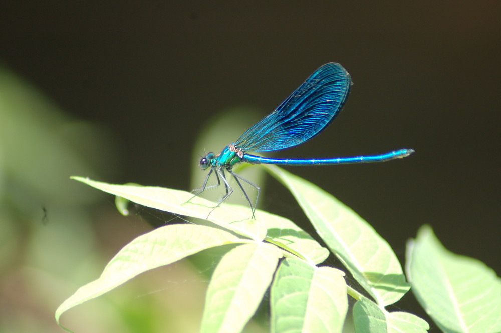 Libellula in libertà