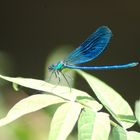 Libellula in libertà