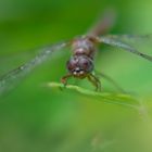 libellula in polleggio