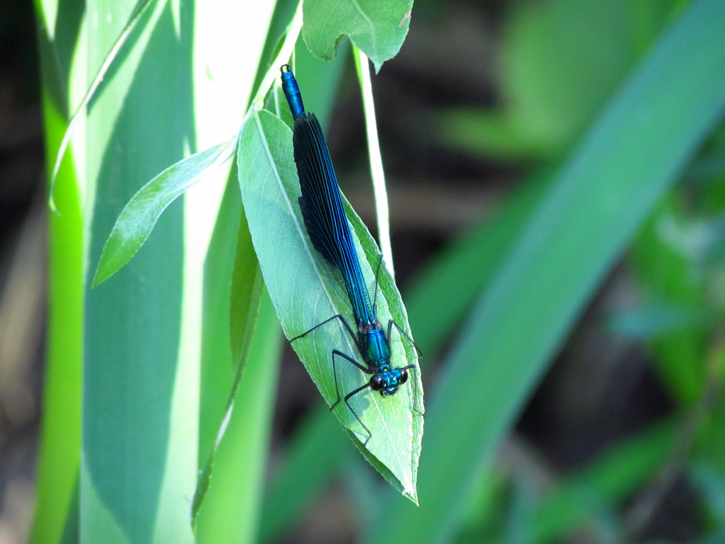 Libellula in quiete