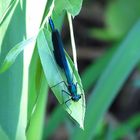 Libellula in quiete