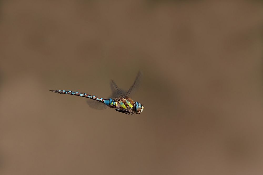 libellula in volo