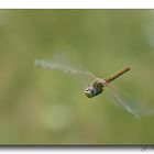 libellula in volo