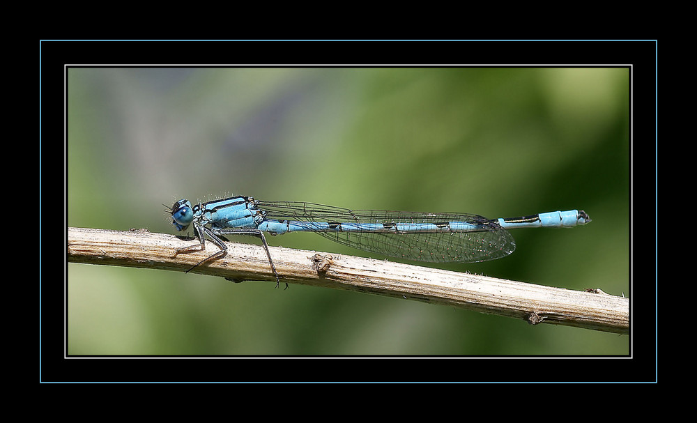 Libellula Interista - Ischnura Elegans