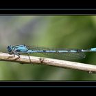 Libellula Interista - Ischnura Elegans