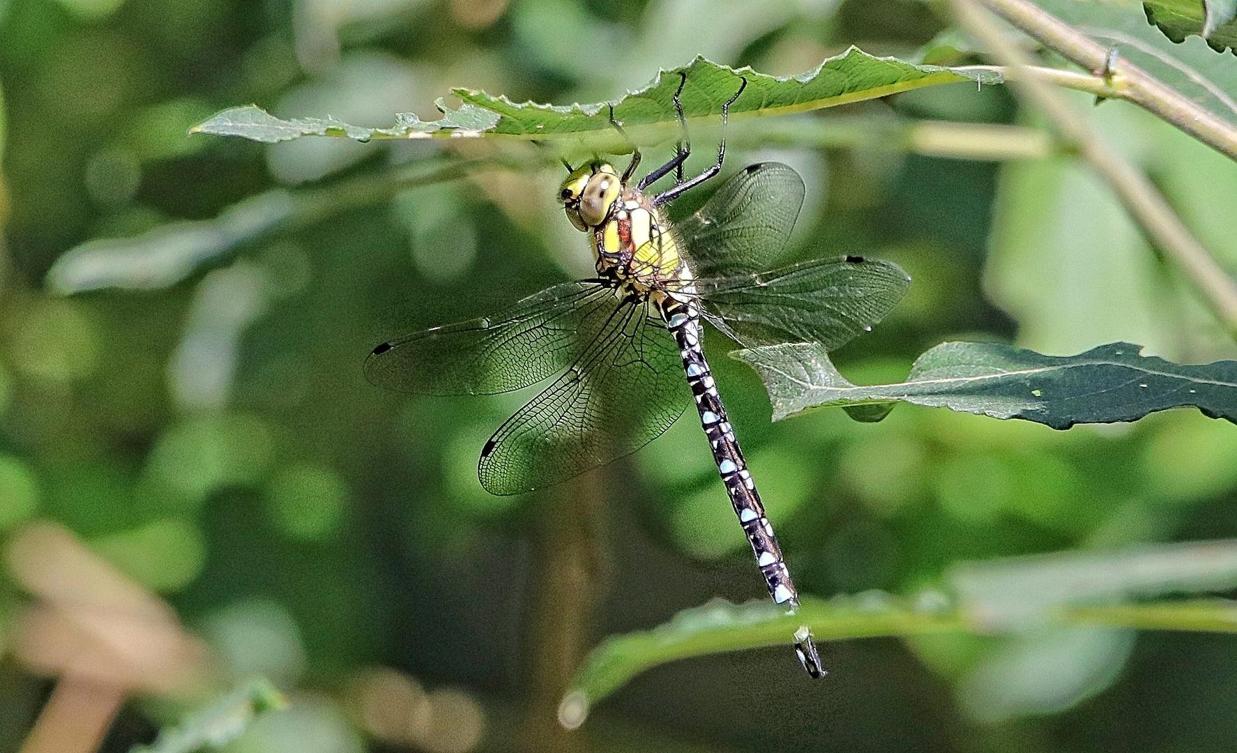 Libellula ( Libelle )