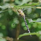 Libellula ( Libelle )