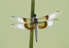 Libellula luctuosa