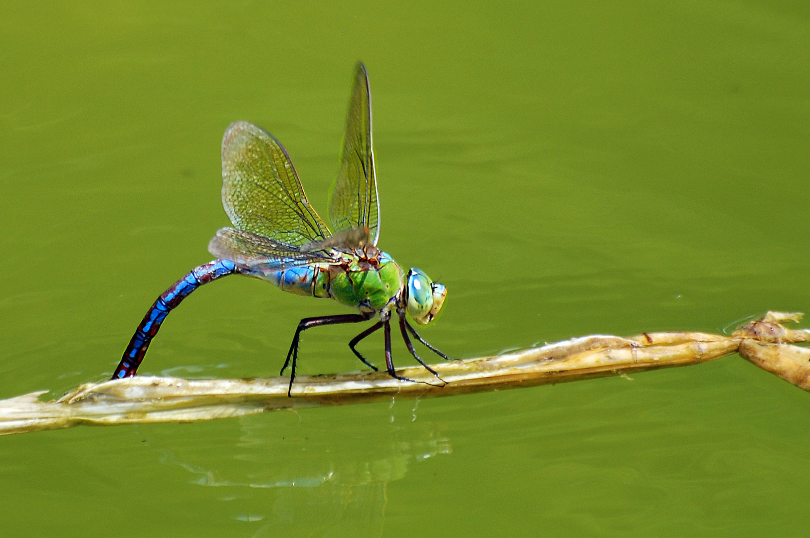 Libellula mattutina