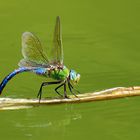 Libellula mattutina