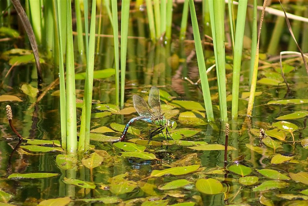 libellula mentre deposita le uova