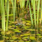 libellula mentre deposita le uova