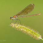 libellula metallizzata