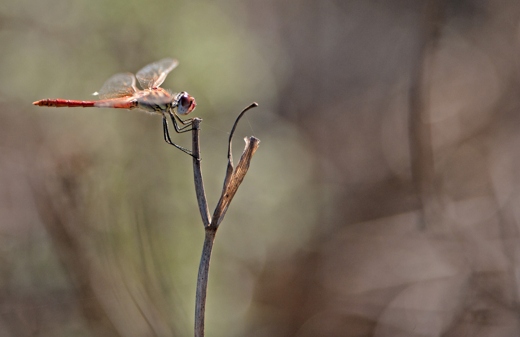 Libellula nel Sinis