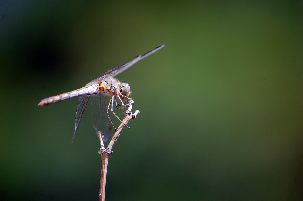 libellula nel verde