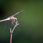 libellula nel verde