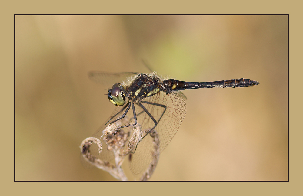 Libellula Nera