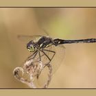 Libellula Nera