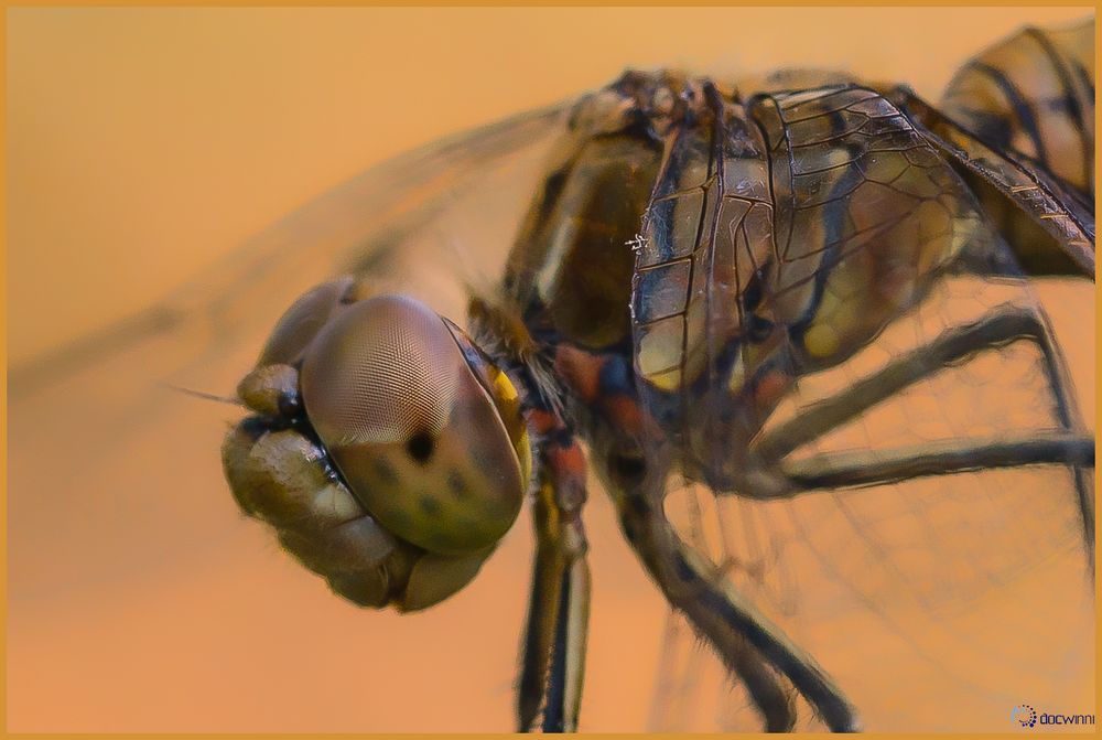 Libellula oculus