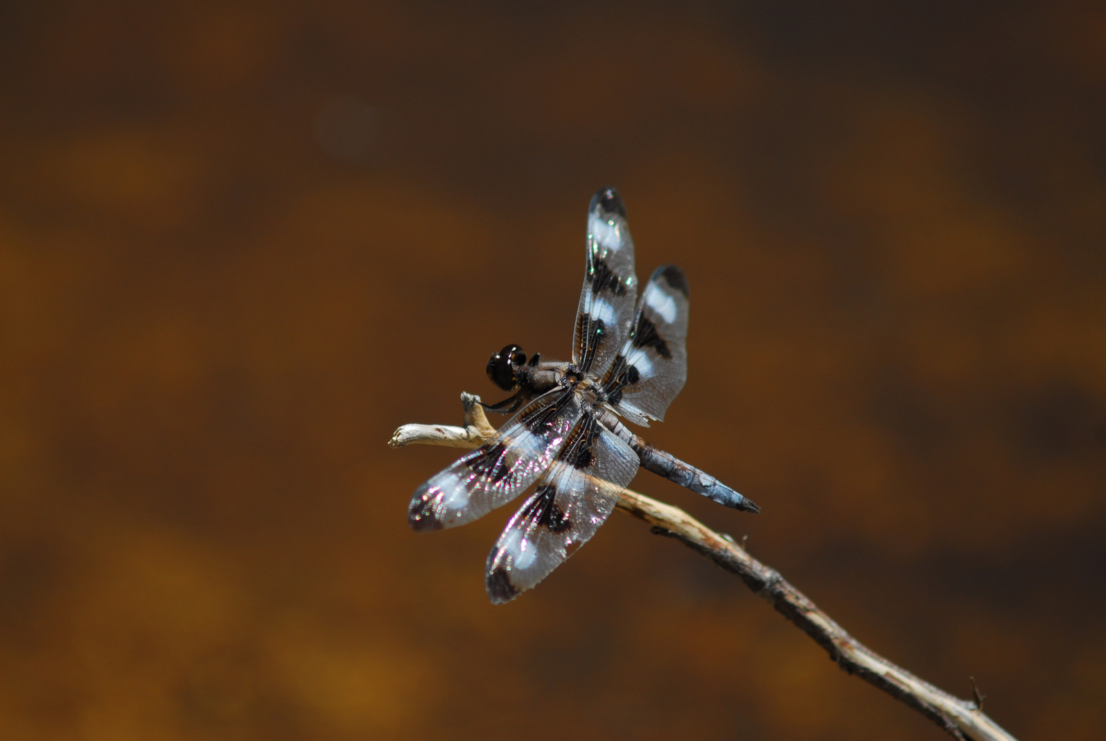 Libellula pulchella has landed