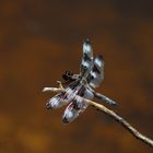 Libellula pulchella has landed