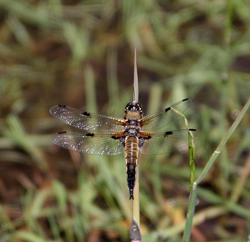 ......... " Libellula quadrimaculat ...."!