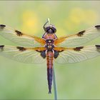 Libellula quadrimaculata