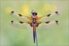 Libellula quadrimaculata