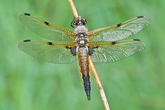 Libellula quadrimaculata