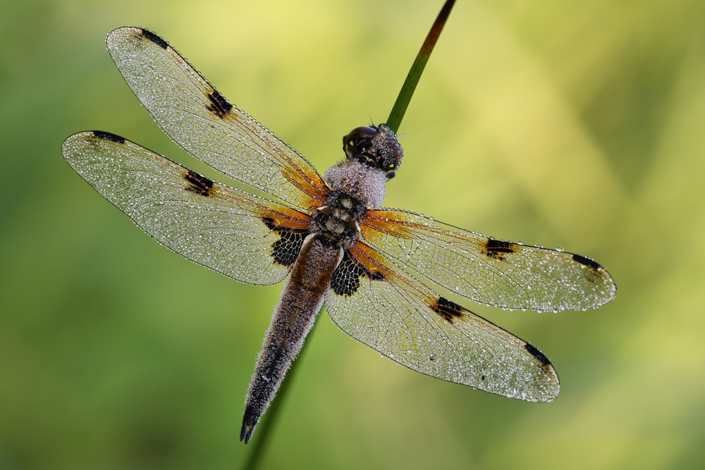 ~ Libellula quadrimaculata ~