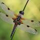 ~ Libellula quadrimaculata ~