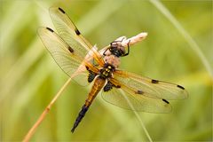 Libellula quadrimaculata