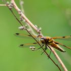 Libellula Quadrimaculata 1