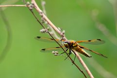 Libellula Quadrimaculata 1