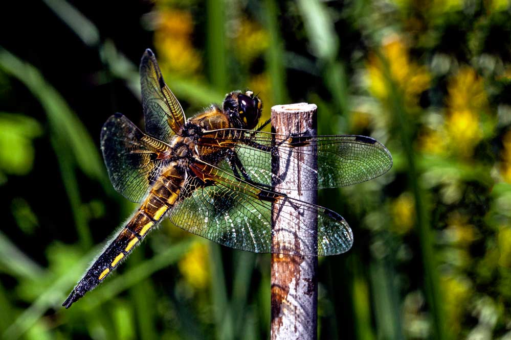 Libellula quadrimaculata