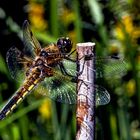 Libellula quadrimaculata