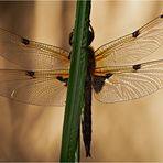 « Libellula quadrimaculata »