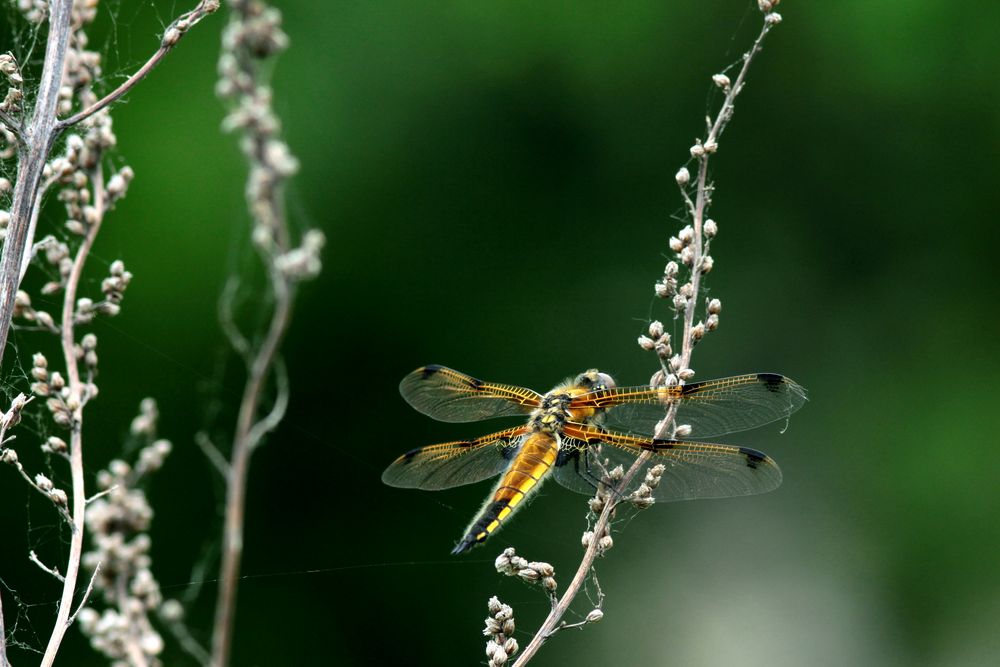 Libellula Quadrimaculata 2