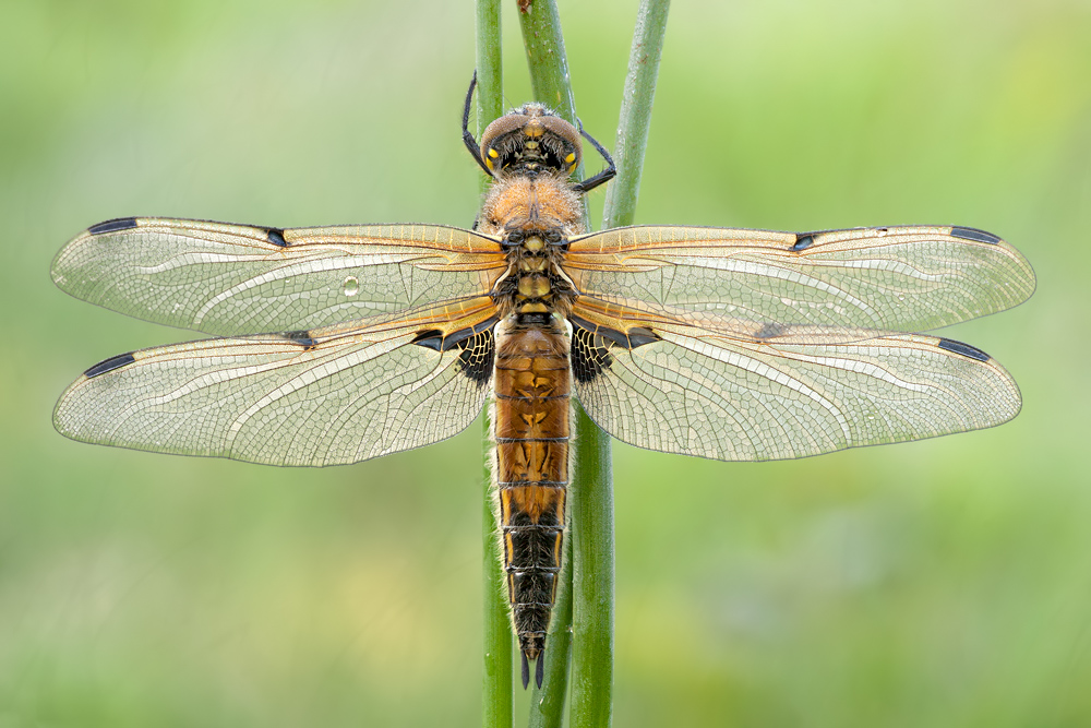 Libellula quadrimaculata