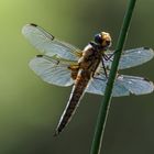 Libellula quadrimaculata