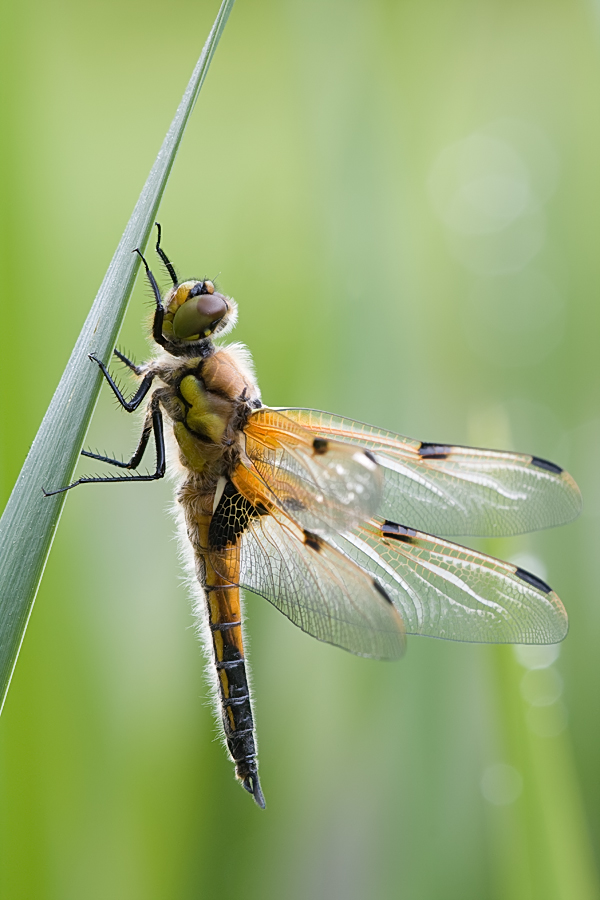 Libellula quadrimaculata