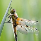 Libellula quadrimaculata